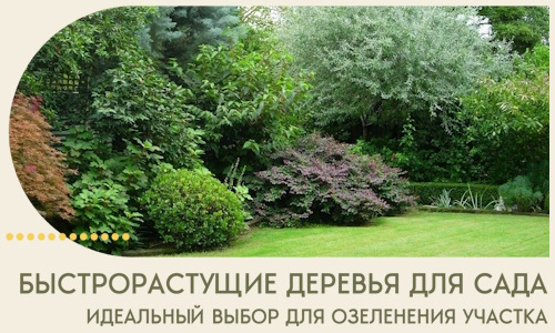 Быстрорастущие деревья для сада идеальный выбор в Дагестанских Огнях