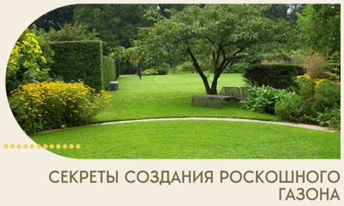Секреты создания роскошного газона в Дагестанских Огнях